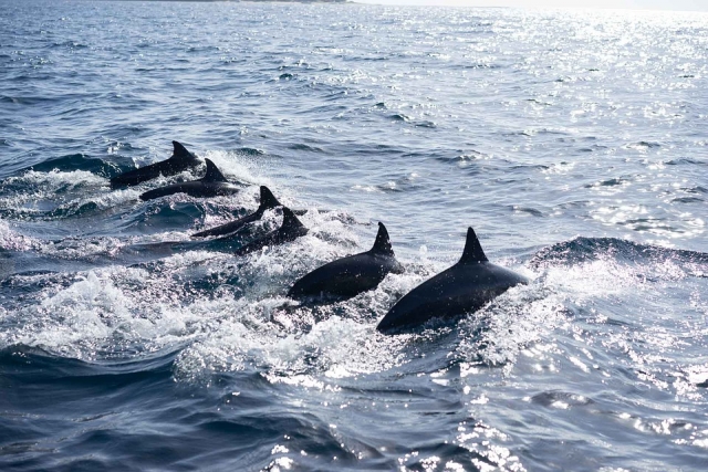  Gruppo di delfini 